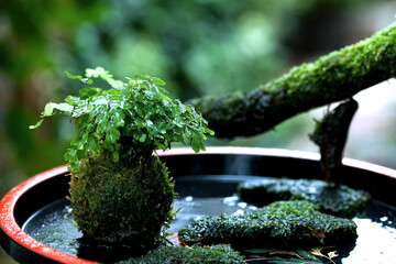 アジアンタムを植え付けた苔玉を、お盆に飾る