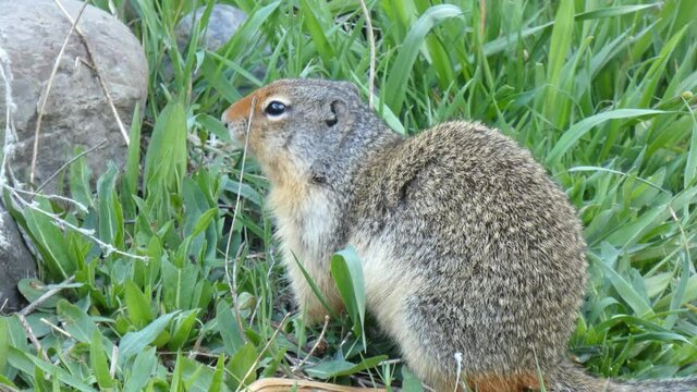 Squirrel Close Up, Wild Ground Squirrel