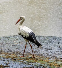stork
