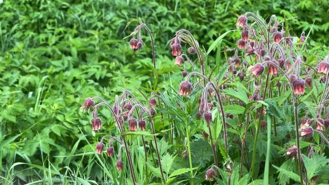 Avens flowers in summer meadows