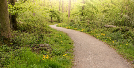 Naklejka premium Sunlight in the green forest, spring time background.