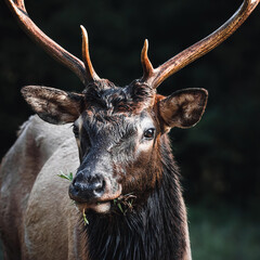 Large Male Elk Eating Grass