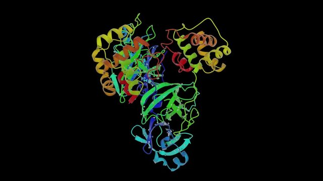 Crystal Structure of the SARS Coronavirus Main Protease. Ribbon Structure.