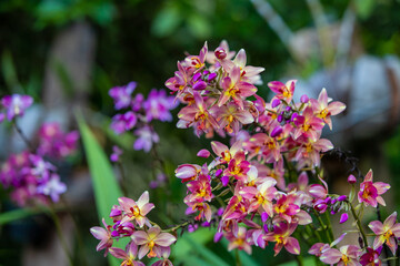Beautiful Pink flowers in the garden