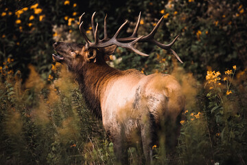 Adult Male Elk