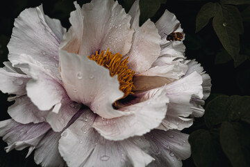 Common peony