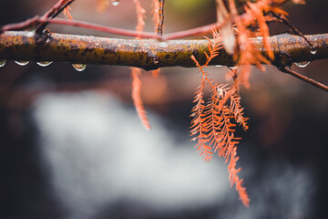 Winter Rains On A Tree Branch