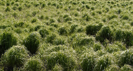 Long grass tussocks in wetland marsh.