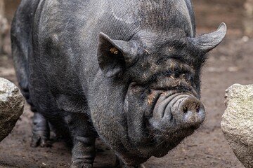 pot-bellied pig