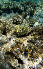 The wonderful coral reef