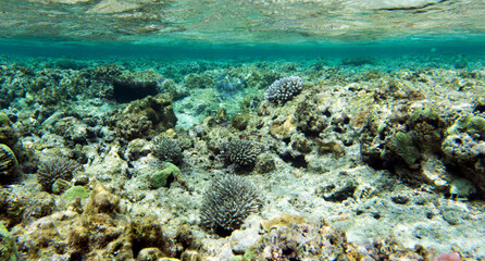 The wonderful coral reef
