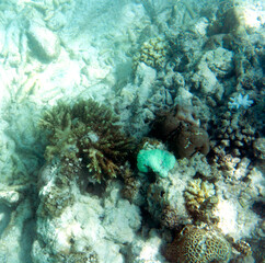 Fototapeta na wymiar The coral reef bleaching in Seychelles