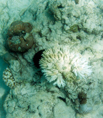 The coral reef bleaching in Seychelles