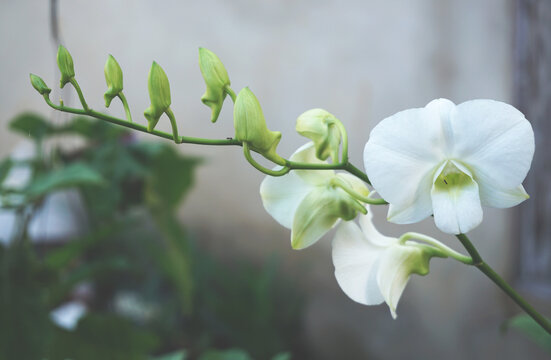 beautiful white orchid