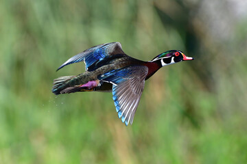 male wood duck drake (Aix sponsa) in flight showing beautiful red, blue, purple, green, chestnut ...