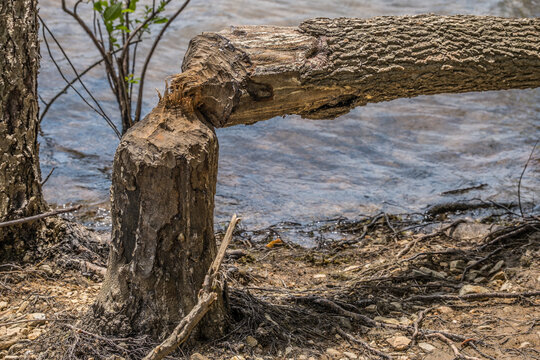 Beaver destruction on a tree