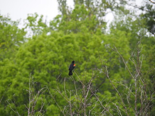 red winged black bird in the grass