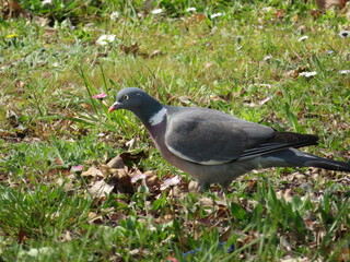 beautiful bird pigeon looking for flight animal food