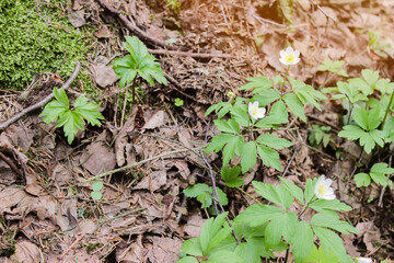 Beautiful forest spring flowers, white snowdrop covering the forest with a white floral carpet under the warm evening light