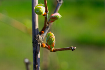 buds bloom on grapes