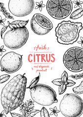 Citrus sketch collection. Hand drawn vector illustration. Organic food, citrus design template. Engraving illustration.