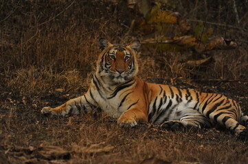 tiger in the jungle