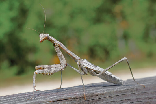 Large grey female carolina mantis - Stagmomantis carolina - walking on wooden fence board with spiny legs, antennae, eye, head and mouth detail