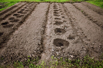 the soil is prepared for planting seedlings