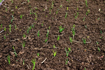 young onion stalks in soil