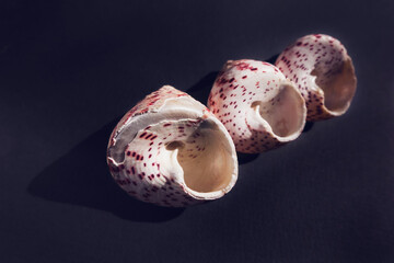 Seashells (calliostoma) lie diagonally on dark. Copy space. Selective focus