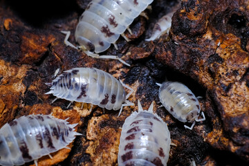 Isopod - Dairy Cow, On the bark in the deep forest, macro shot isopods.