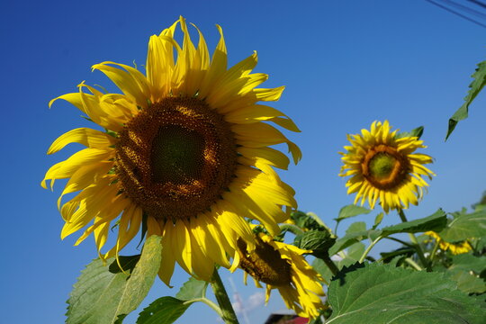 sunflower of blue sky