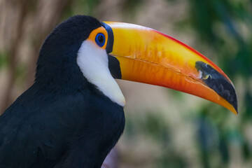 Riesentukan (Ramphastos toco)  auf Ast © lexpixelart
