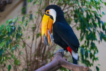 Riesentukan (Ramphastos toco)  auf Ast © lexpixelart