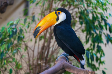 Riesentukan (Ramphastos toco)  auf Ast