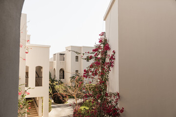 Beautiful tropical plant tree with red flowers in beige building window