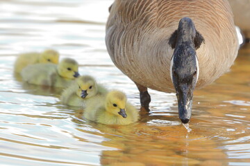 Baby Canada Geese goslings swimming beside their mother - 435108264