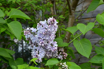 Lilac flowers in the garden. Large inflorescences.