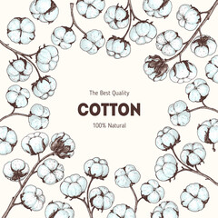 Cotton hand drawn. Vintage vector illustration. Design template. Engraving style. Cotton illustration.