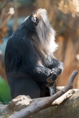 sitzender Bartaffe (Macaca silenus)