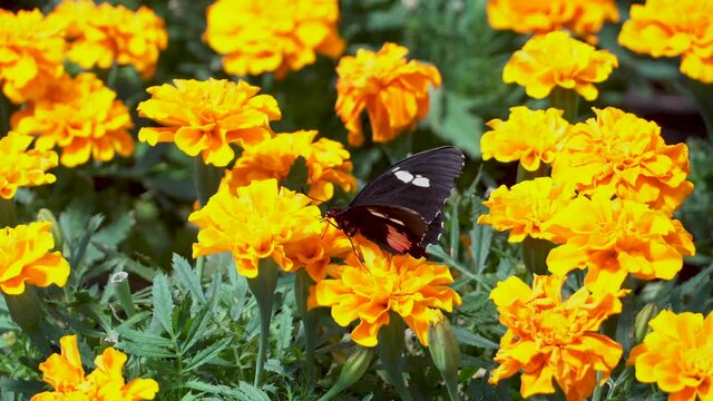 Doris longwing butterfly (Heliconius doris viridis) close up on orange flowers.