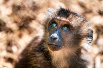 Junger Bartaffe (Macaca silenus) macht große Augen