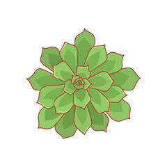 Hand drawn cute green succulent in style flat. Graphic sketch home flower Echeveria Pulidonis. Vector illustration, isolated elements on a white background.