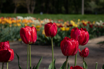 Tulips