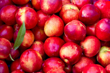 Nectarines of the early bomba variety in a freshly harvested box on a farm in Valencia Spain