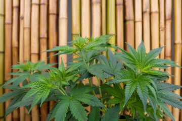 Vegetative stage of marijuana growth.  Marijuana cultivation. Decorative bamboo canes background. Healthy and very vigorous green plants. Medicinal theme.
