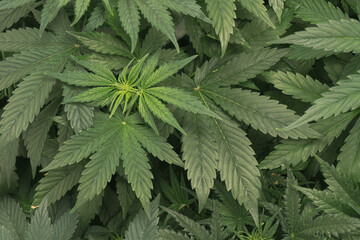 Vegetative stage of marijuana growth.  Marijuana cultivation... Medical marijuana.  A large amount of marijuana. Indoor cannabis cultivation. Background of cannabis leaves. Healthy plants.