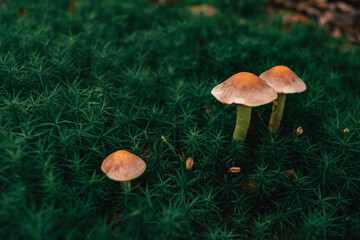 mushroom in the grass