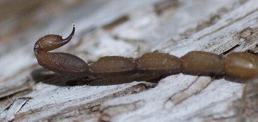 Wild Hentz Striped Scorpion
Centruroides hentzi close up of stinger and tail - Florida native...