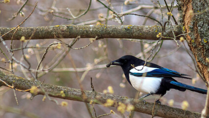 magpie holding a hut on branch in the spring